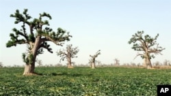 A melon field is pictured at a farm in the village of Djilakh, 80km south of Dakar, Senegal on 22 Apr 2008 (file photo)