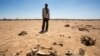 A man stands near the carcass of a domestic animal that died due to severe drought in Baligubadle village near Hargeisa, the capital city of Somaliland, in this handout photo provided by The International Federation of Red Cross and Red Crescent Societies