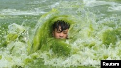 A boy plays on an algae-covered beach in Qingdao, Shandong province, China, July 18, 2016. (REUTERS)