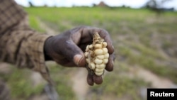 A devastating drought has gripped Zimbabwe.