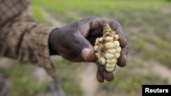 A drought has devastated some parts of Zimbabwe.