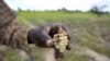 Faced with More Drought, Zimbabwe's Farmers Hang Up Their Plows