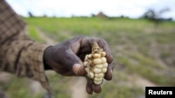 FILE - A Zimbabwean subsistence farmer holds a stunted maize cob in his field outside Harare, Jan. 20, 2016.