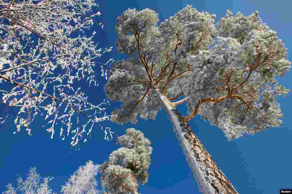 Trees are covered with frost and snow on the banks of the Yenisei River in the Krasnoyarsk region, Russia, Nov. 13, 2018.