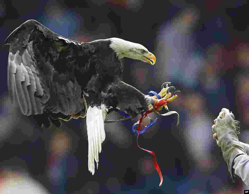 Crystal Palace&#39;s mascot Kayla, a North American Bald Eagle flies in the stadium to entertain the fans ahead of the English Premier League soccer match between Crystal Palace and Manchester City at Selhurst Park stadium in London, April 27, 2014.