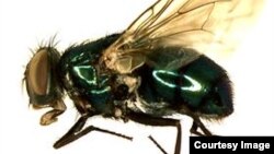 Blow fly (Phaenicia sericata); Courtesy: Cleveland Museum of Natural History