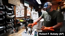 In this Friday, May 29, 2020 photo, Eric Pray weighs a lobster in his garage in Portland, Maine. The coronavirus shutdown has prompted Pray to sell his products directly to customers. (AP Photo/Robert F. Bukaty)