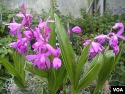 ຕົ້ນດອກກ້ວຍໄມ້ Bletilla Striata ຫລືດອກເອື້ອງຈີນ ທີ່ເກີດຢູ່ພື້ນດິນ ແມ່ນໃຊ້ຜະລິດຢາພຶ້ນເມືອງຈີນ ທີ່ໃຊ້ຢຸດເລືອດ ບໍ່ໃຫ້ໄຫລອອກຫລາຍ.(J. Taboh/VOA)