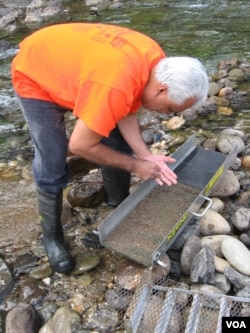 Christo Rodriguez of Rocklin, California, works the shallows of Bear River, looking for gold. (J. Sluizer/VOA)