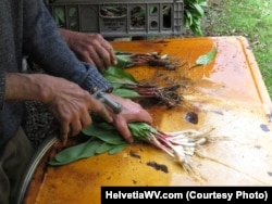 After ramps are picked, they need to be washed before they are cooked.