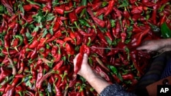 Red Peppers prepared for drying in Belgrade, Serbia.