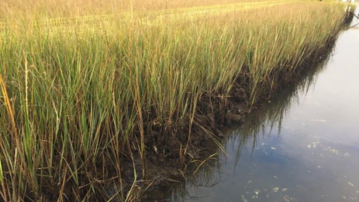 Study: Restoring Wetlands Could Help Fix Climate Change