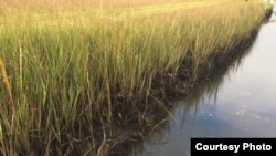 Salt marshes capture and store carbon dioxide from the atmosphere. Credit Ariana Sutton-Grier