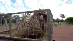 Wild Sheep With Overgrown Fleece Rescued in Australia