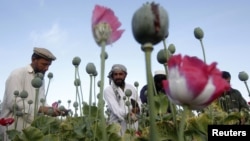 Afghan farmers work at a poppy field in Jalalabad province, May 5, 2012. 