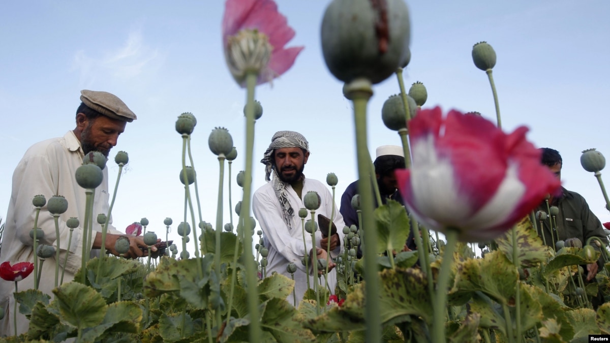 Afghan Opium Production Jumps