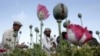 FILE - Afghan farmers work at a poppy field in Jalalabad province, May 5, 2012. 