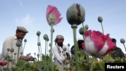 FILE - Afghan farmers work at a poppy field in Jalalabad province, May 5, 2012. 