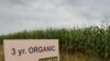 Study: Most Organic Crops Fall Short on Yields