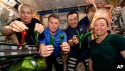 This photo provided by NASA, astronauts, from left, Mark Vande Hei, Shane Kimbrough, Akihiko Hoshide and Megan McArthur pose with chili peppers grown aboard the International Space Station on Nov. 5, 2021. 
