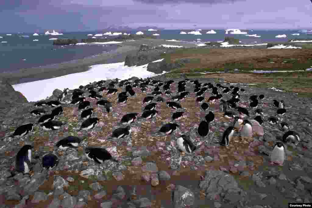 Nesting Adélie penguins, Admiralty Bay. (Ron Naveen/ OCEANITES)