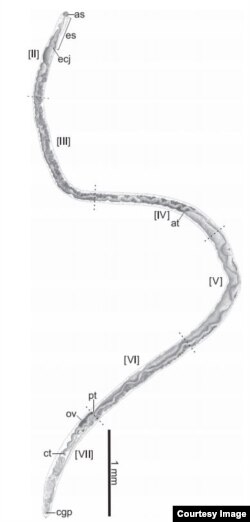 The blood fluke Baracktrema obamai, which represents both a new genus and species of parasitic flatworm. (Credit: Jackson R. Roberts, Thomas R. Platt, Stephen A. Bullard/American Society of Parasitologists, 2016)
