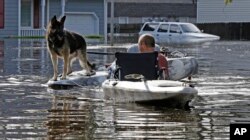 Las inundaciones causaron la muerte de aproximadamente 3,4 millones de pollos y 5.500 cerdos.(Foto deTropical Weather Animal Rescue)