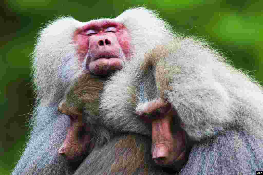 The hamadryas baboons behave strangely at the Emmen Zoo in Emmen, in the Netherlands. They don't usually eat and sit close together in trees and a small corner of their island. A few years back the same group of baboons showed a similar behavior of mass apathy.