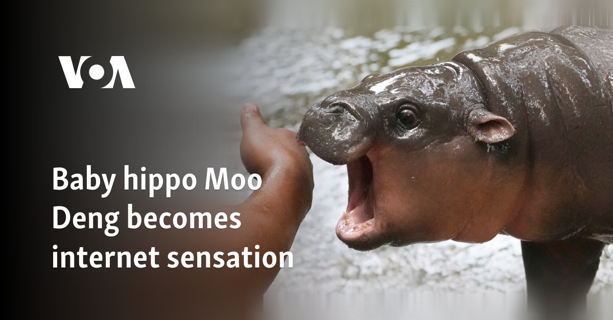 Baby hippo Moo Deng becomes internet sensation