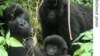 RDC : Appel à cesser toute activité pétrolière autour du plus vieux parc naturel d'Afrique