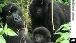 Gorilles de montagne dans le parc des Virunga