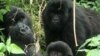 Pétrole dans les Virunga : WWF appelle à ne pas "mettre en péril" le parc