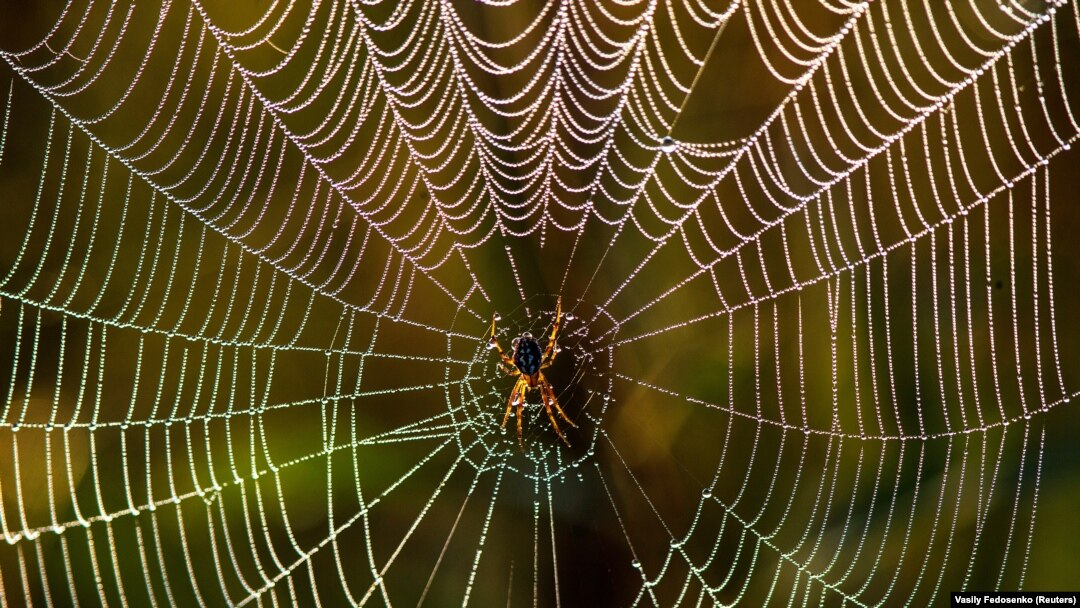 Listen to the music of a spider's web. Tell me what do you hear?