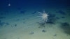 More Surprises from the Deep Sea