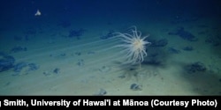 A species of cnidarian in the genus Relicanthus with 2.5-meter long tentacles attached to a dead sponge stalk on a nodule in the eastern Clarion-Clipperton Zone. These are closely related to anemones.