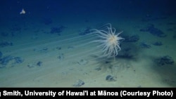 A species of cnidarian in the genus Relicanthus with 2.5-meter-long tentacles attached to a dead sponge stalk on a nodule in the eastern Clarion-Clipperton Zone. These are closely related to anemones.