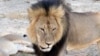 Lion Cecil's Killing Sparks 'Canned Hunting' Debate in S. Africa