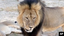 Cecil, salah satu singa kebanggaan Zimbabwe, saat masih hidup di taman nasional Hwange (foto: dok).