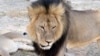 Zimbabwe hoãn xử vụ giết Sư tử Cecil