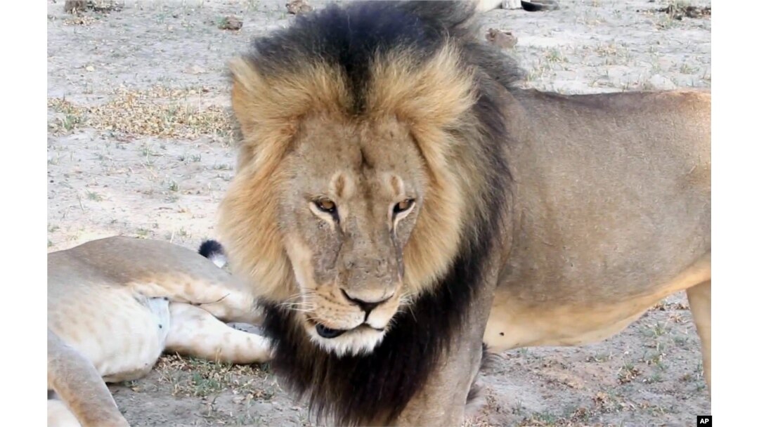 Singa Cecil yang dilindungi, yang hidup di Taman Nasional Hwange, Zimbabwe, terlihat di foto yang diambil dari video ini pada November 2012.