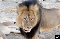 Cecil, singa yang dilindungi di Zimbabwe, di Taman Nasional Hwange, terlihat November 2012.