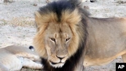FILE - Cecil, a well-known, protected lion who lived in Zimbabwe's Hwange National Park, is seen in this frame grab taken from a November 2012 video made available by Paula French.