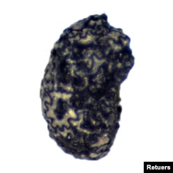 A magnified view of one of four charred seeds of the wild tobacco species Nicotiana Attenuata dating to 12,300 years ago that were found at the Wishbone site in Great Salt Lake Desert in northern Utah. (Angela Armstrong-Ingram/Handout via REUTERS)