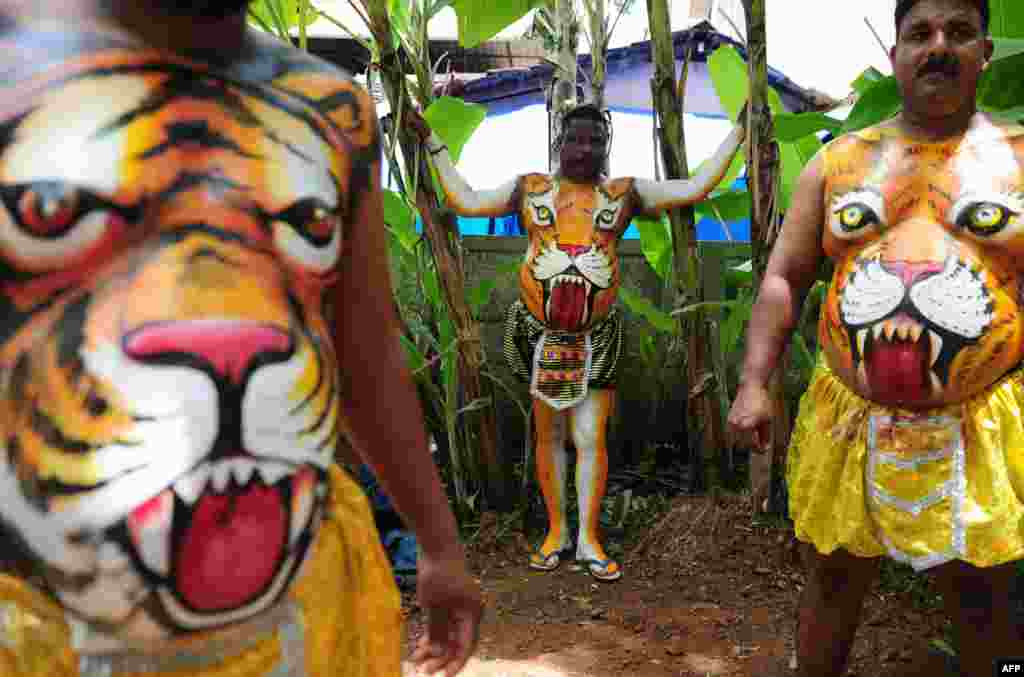 인도 트리수르의 전통 무용가들이 지난 17일(현지시간) &#39;풀리칼리&#39;라고 불리는 토속 호랑이 춤을 추기위해 몸에 호랑이 얼굴을 그린 뒤 마르기를 기다리고 있다.&nbsp; &nbsp;