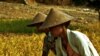 Food Prices Continue to Rise in Asia
