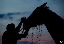 Un caballo se baña después de un entrenamiento matutino en Churchill Downs el jueves 3 de mayo de 2018 en Louisville, Ky.