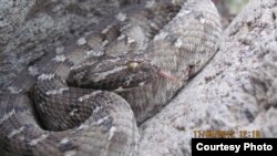 Les habitants des villages isolées sont ceux qui ont le plus de difficulté à faire soigner des morsures de serpent