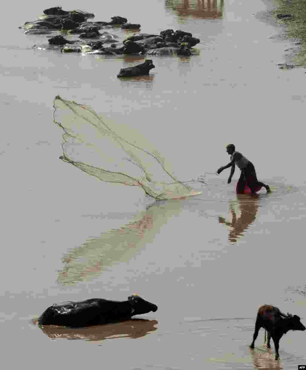 21일 파키스탄 동북부 라호르 시의 라비강에서 한 어부가 그물을 던지고 있다.
