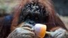 Orangutan di Kebun Binatang Seattle Mati pada Umur 48 Tahun
