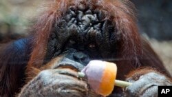 Seekor orangutan memegang es yang diberikan petugas kebun binatang di Roma, Italia akibat suhu udara yang panas Juli tahun lalu (foto: ilustrasi). Satu dari dua orangutan kembar di Seattle, AS mati minggu ini. 